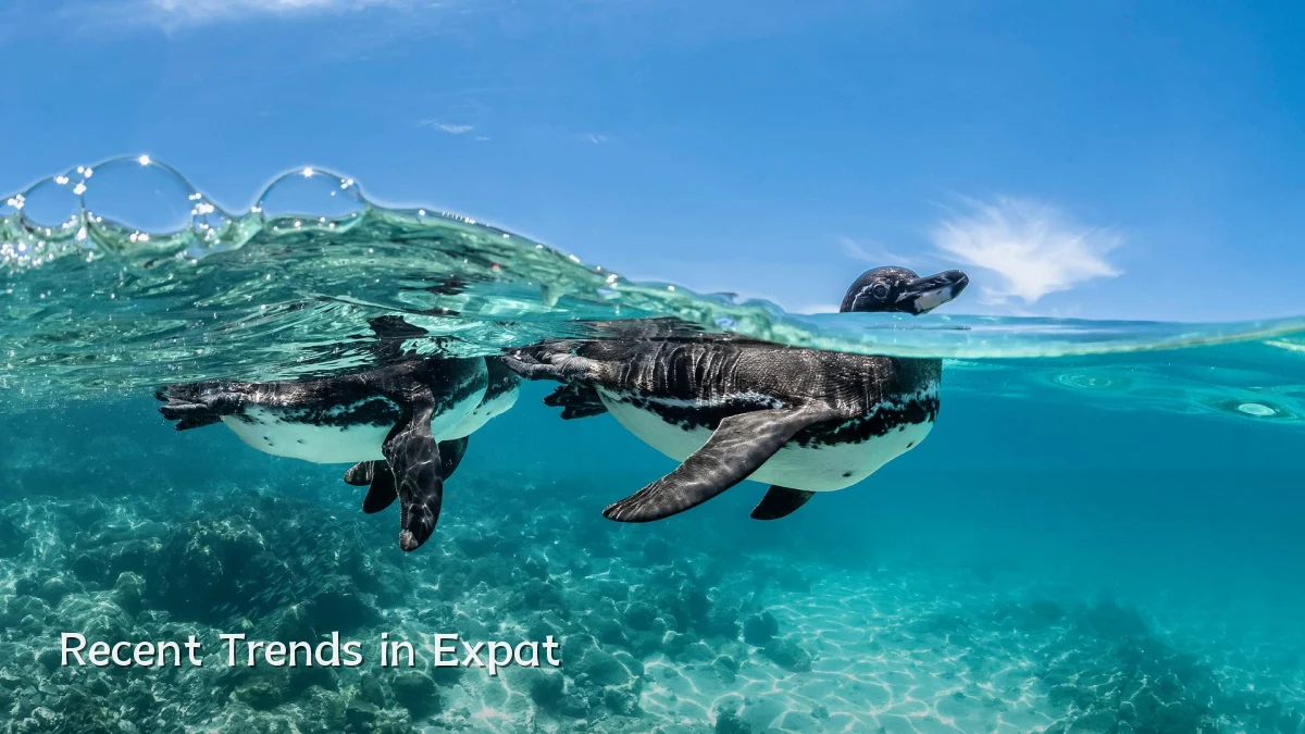 Recent Trends in Expat